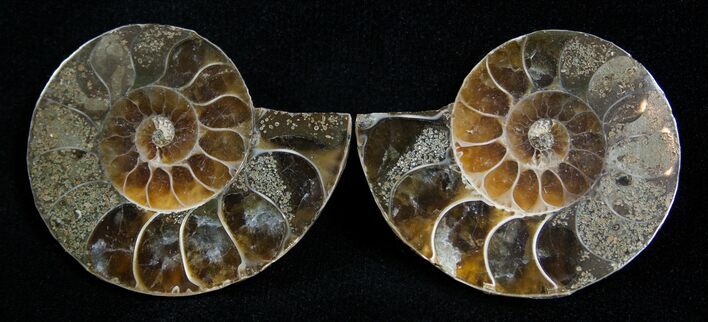 Small Desmoceras Ammonite Pair #2191